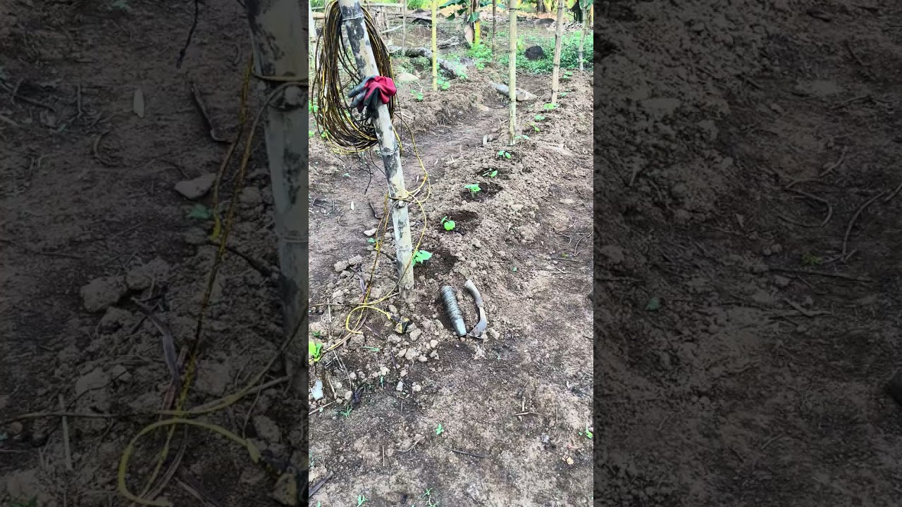 Done transplant ng ampalaya#garden #farming101 #gardening #farming 