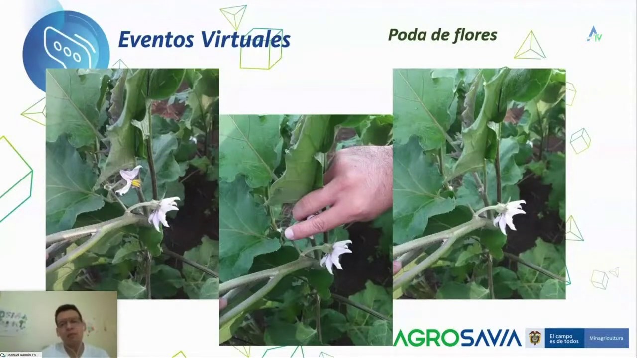 Identificación de plagas y manejos preventivos en huertas urbanas y periurbanas