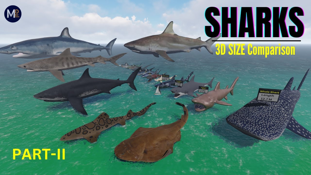 🦈Shark SIZE Comparison 🦈 (Updated- Part II) || Smallest to Largest Sharks in the world EVER Existed