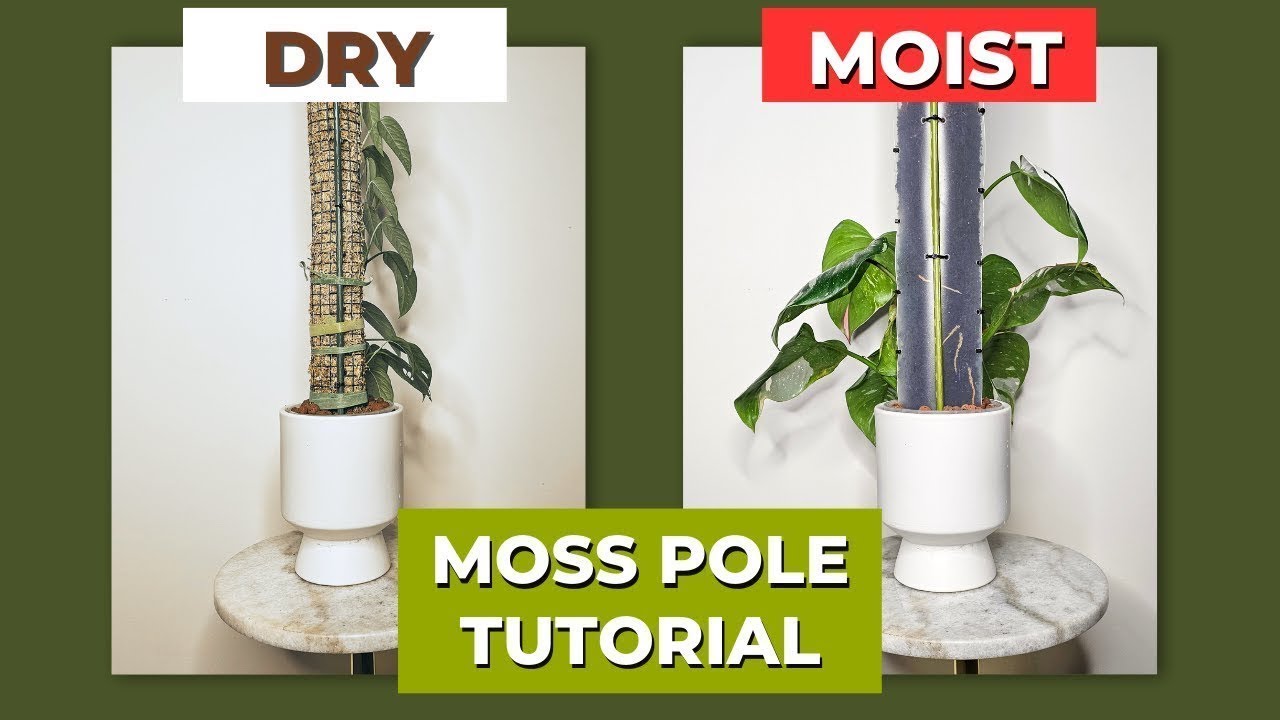 Keep Your Plants Thriving With This Moisture-Extending Plastic Sheet POLE Tutorial
