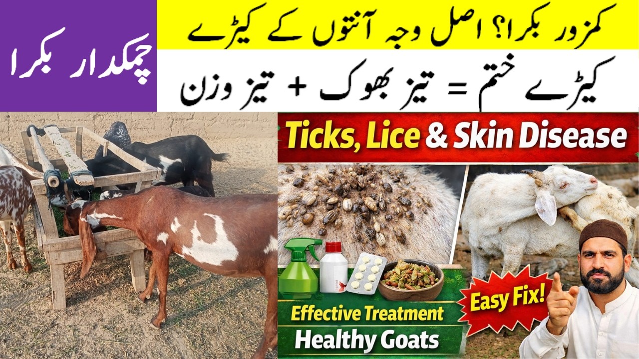 Goat Ticks, Lice & Skin Disease Treatment | Easy & Effective Remedies for Healthy Goats