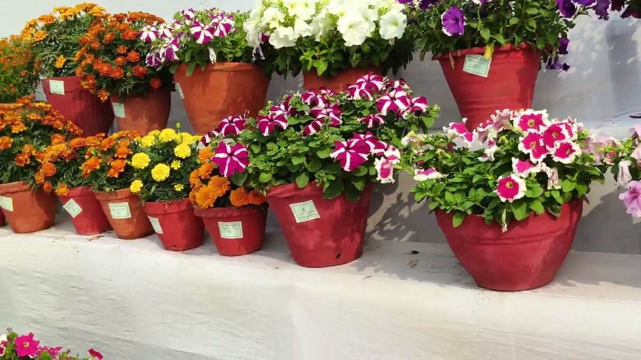 Flower show 