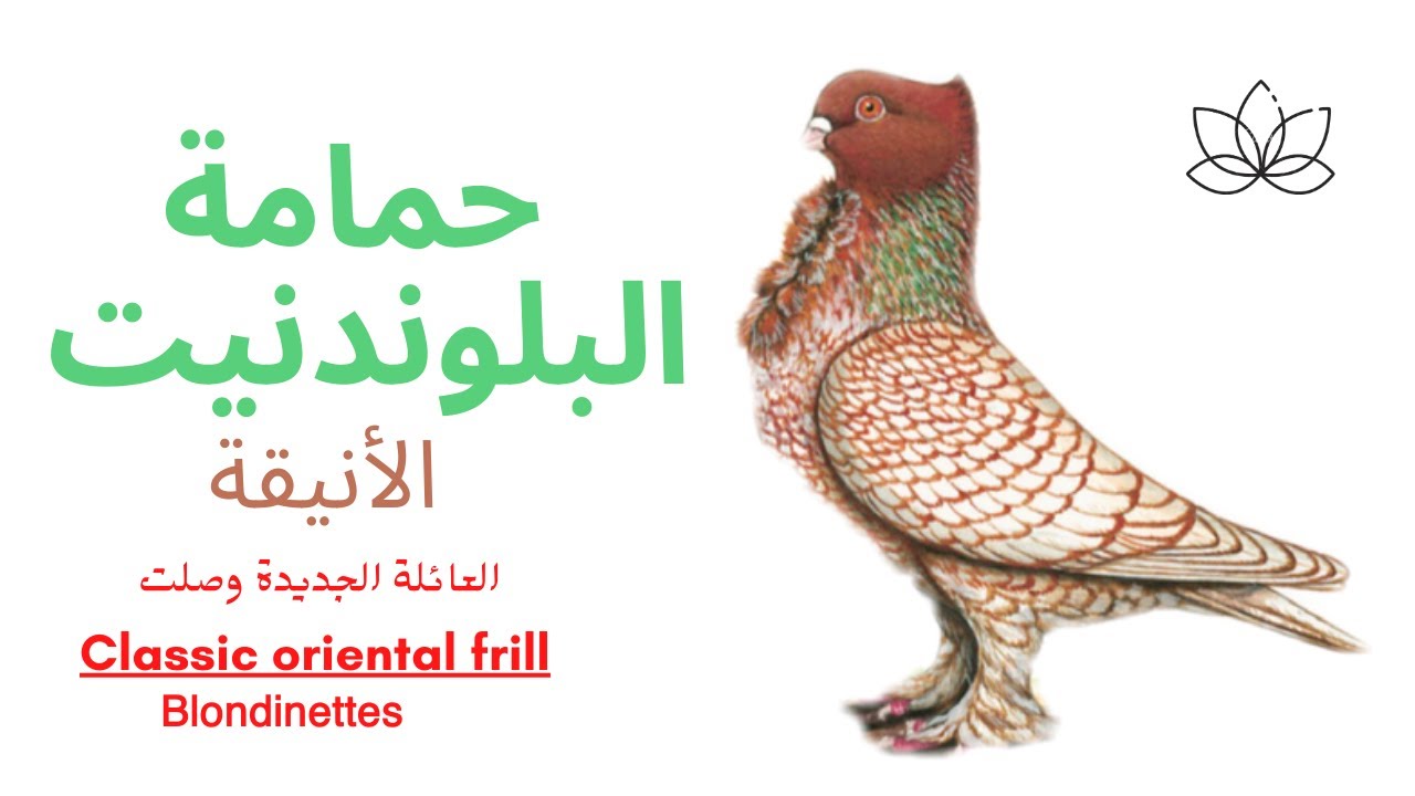 مواصفات حمامة حب الرمان البلوندونيت (Blondinettes)Classic Oriental Frill Pigeon ❤️🕊🔥
