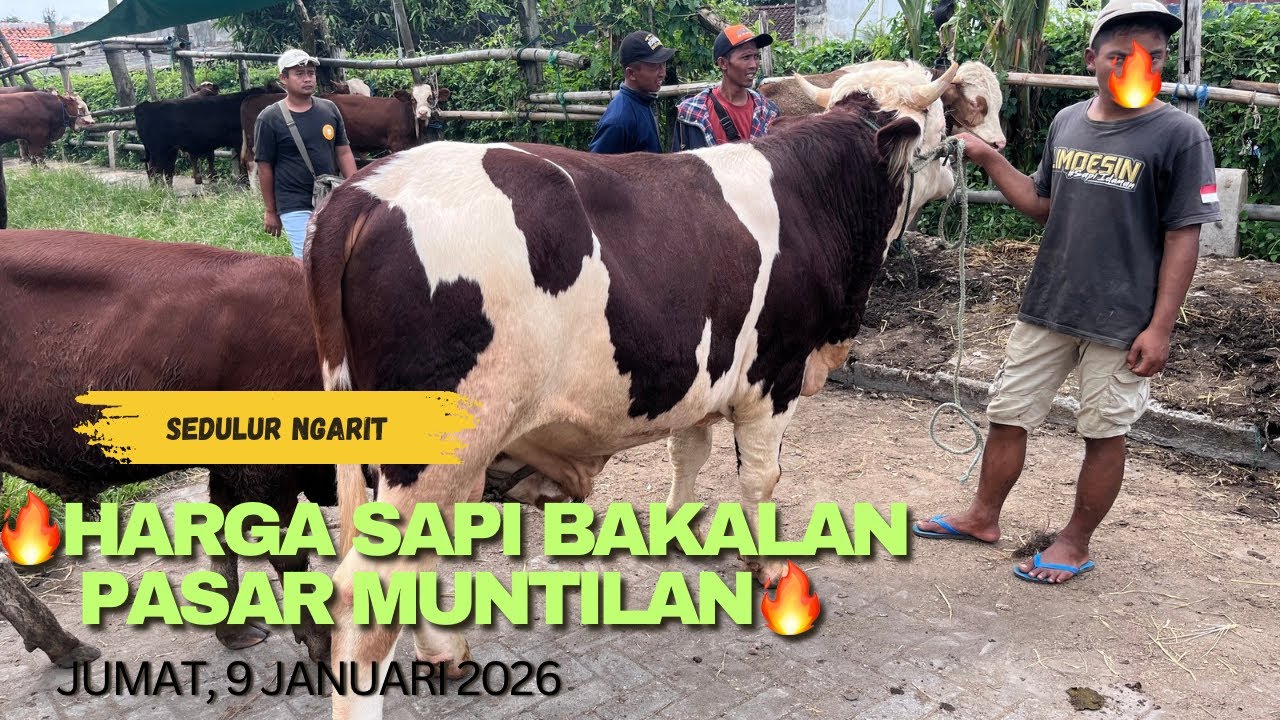 🔥HARGA SAPI BAKALAN PASAR MUNTILAN🔥‼️‼️