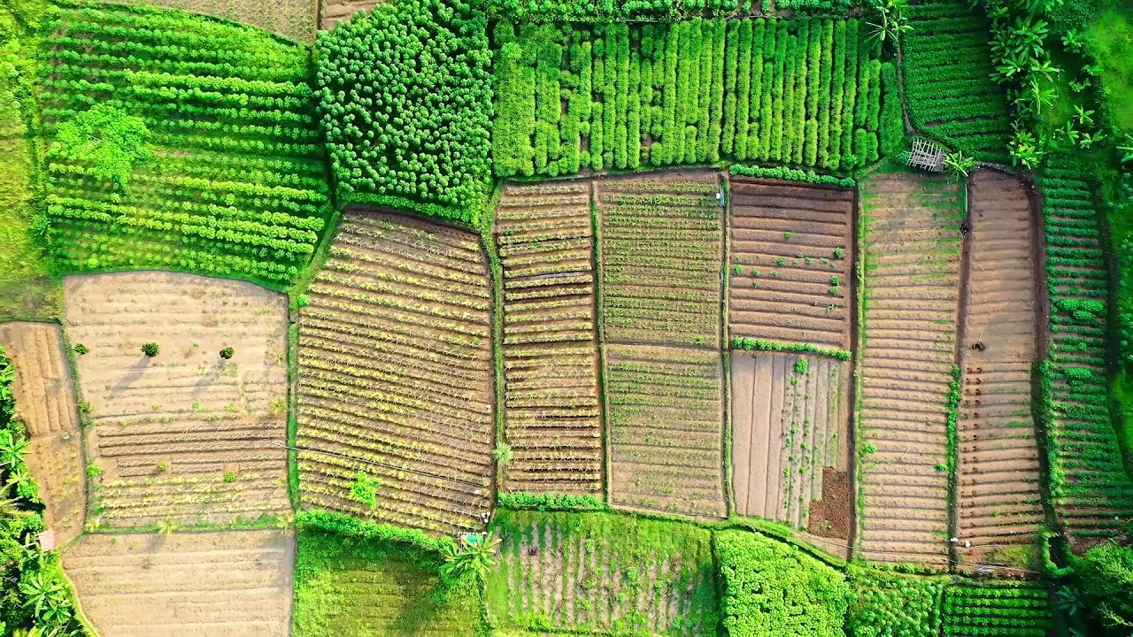 Most Beautiful Agriculture field | Crops Drone Shot | Field Stock Footage |  Nature