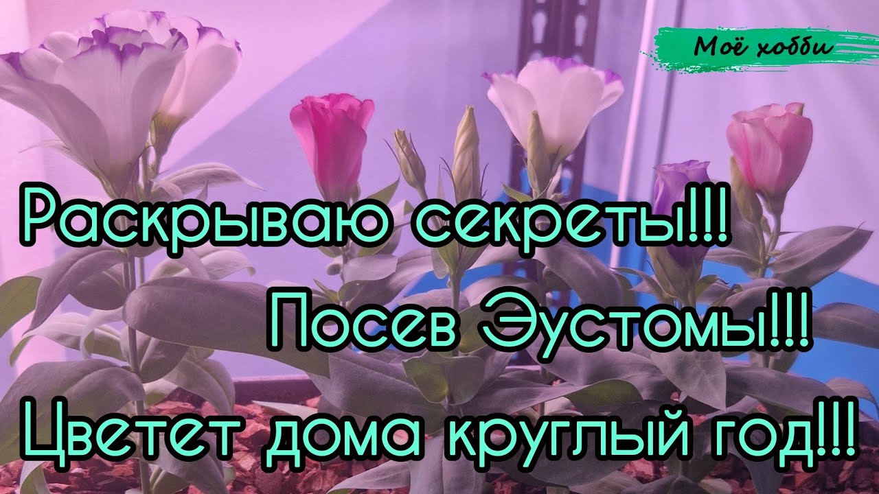 Раскрываю секреты посева Эустомы. Цветет круглый год.
