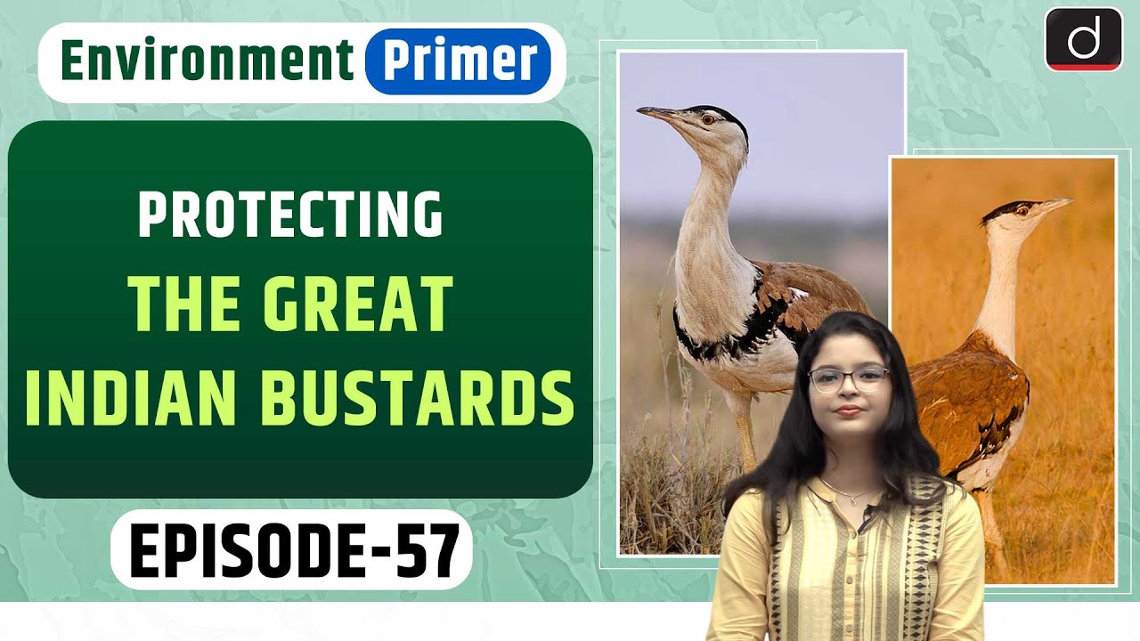 Protecting the Great Indian Bustard | Environment Primer | Drishti IAS English