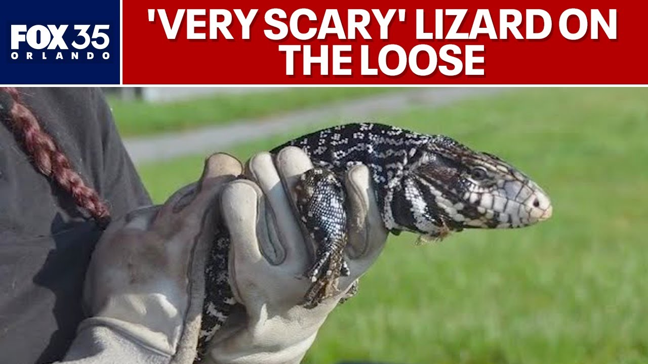 Argentine Tegus: Has South Florida invasive lizard made its way to Central Florida?