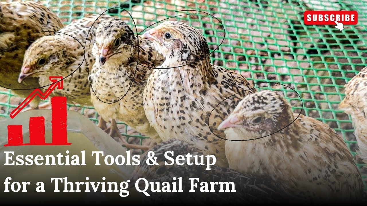 Essential Tools & Setup for a Thriving Quail Farm #poultryfarming #chicken #farming 