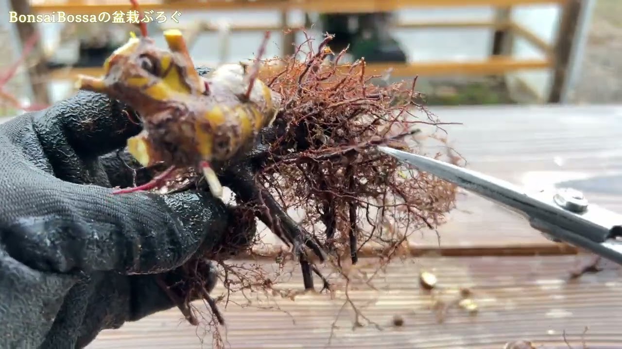 ついに鉢上げができました #盆栽 #bonsai