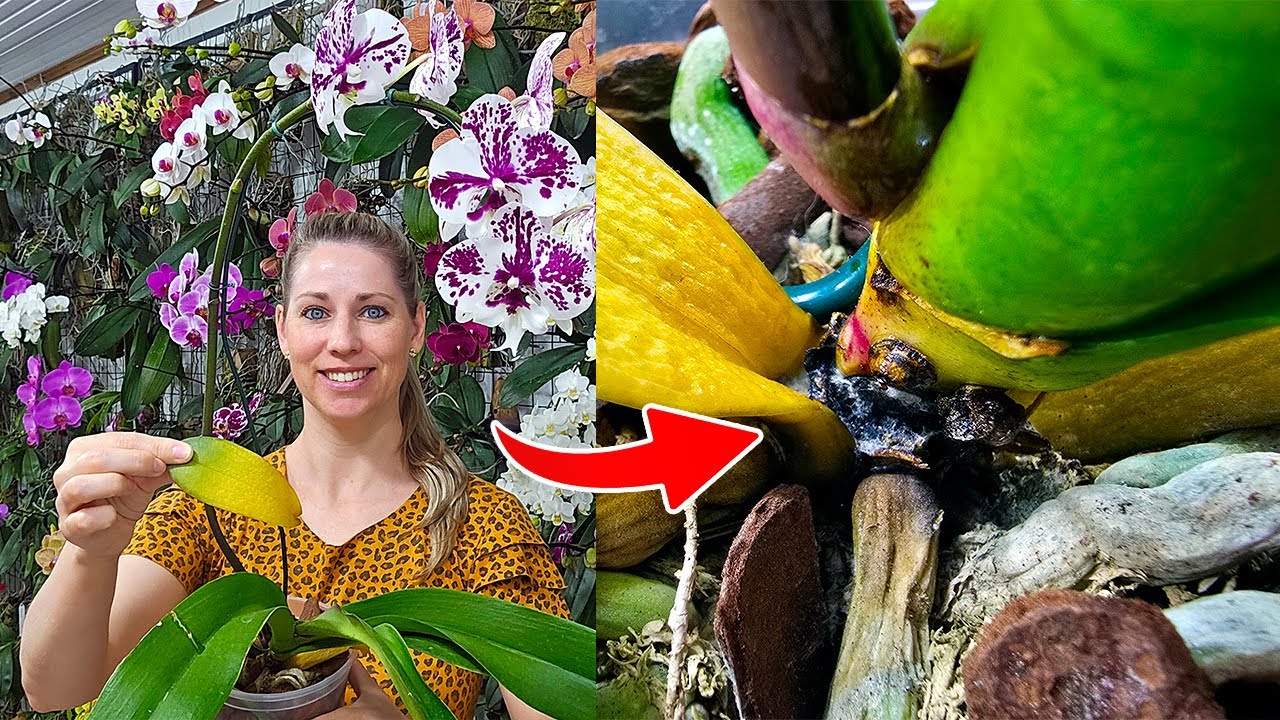  Podridão no caule da orquídea phalaenopsis como tratar 
