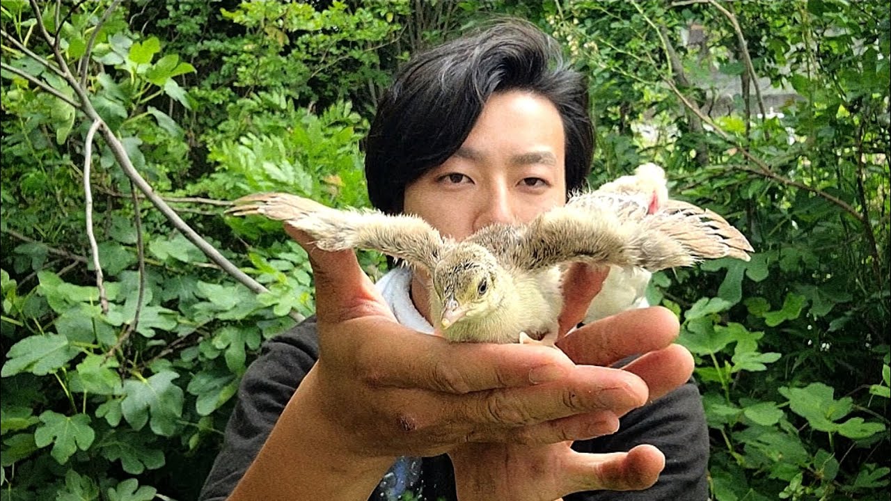 今年もクジャクが産まれました