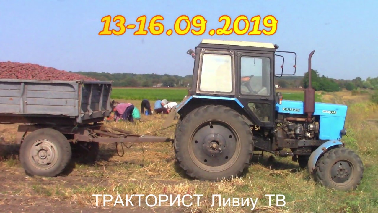 ✔УБОРКЕ КАРТОФЕЛЯ🔴МТЗ 82.1 и КТН2⭕2 МТЗ 82.1 на ВЫВОЗКУ КАРТОФЕЛЯ