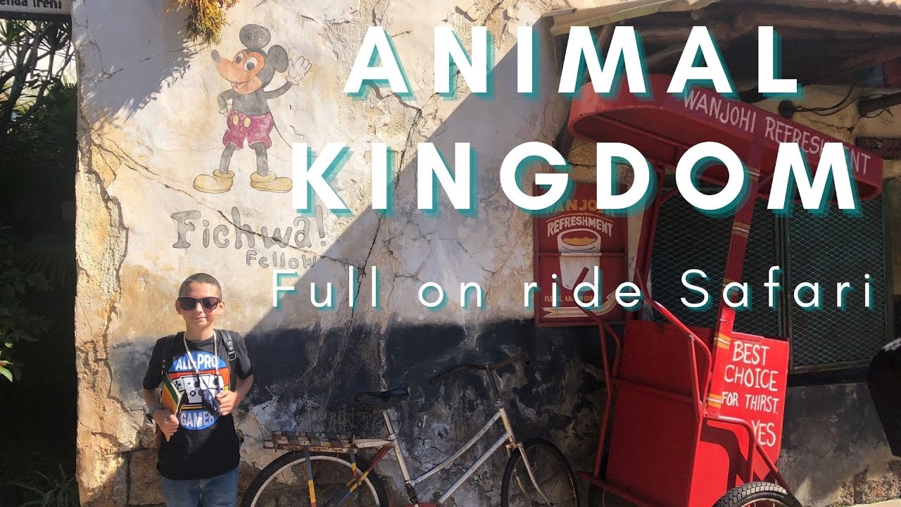 Animal Kingdom Full Safari, November 26th, 4:30pm LOTS of animals