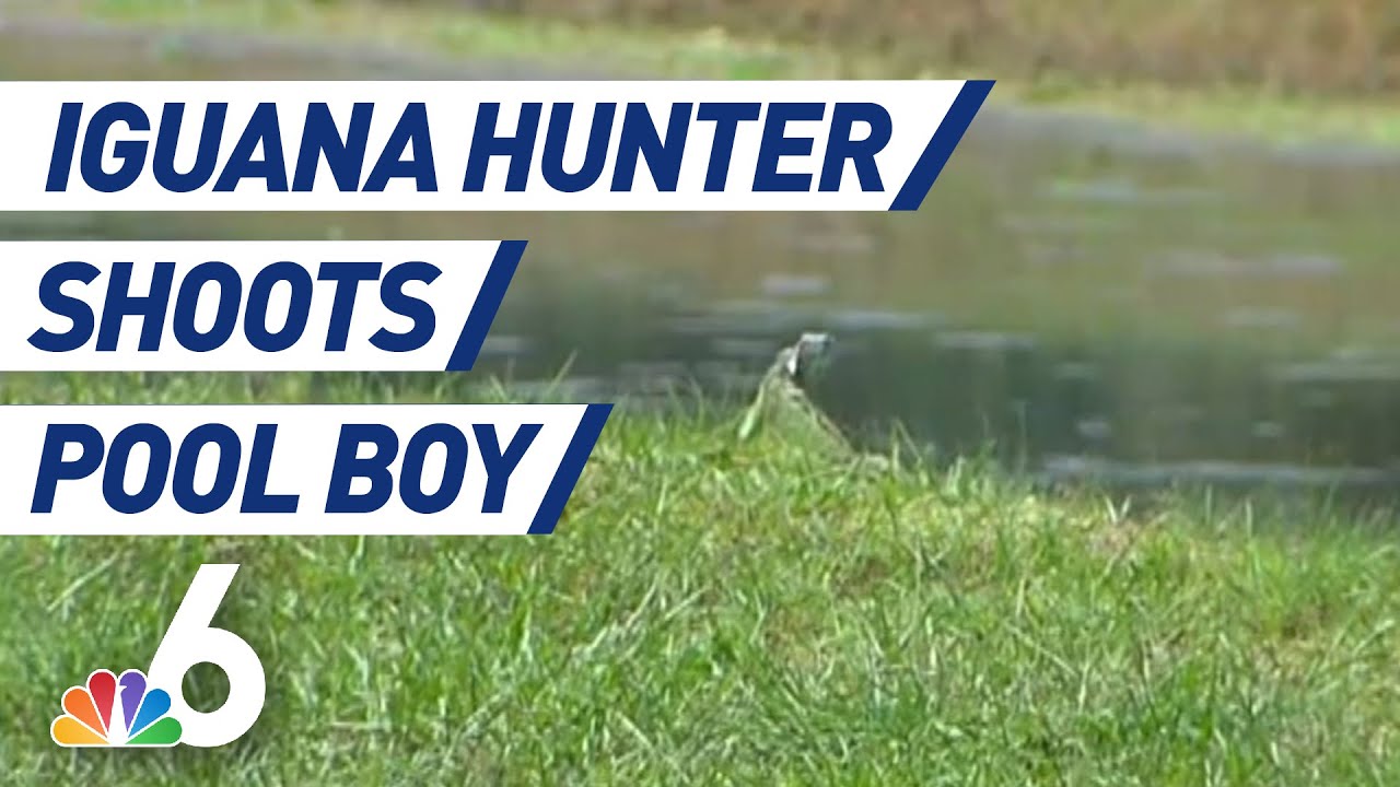 Iguana Hunter Misses Target, Shoots Pool Boy | NBC 6