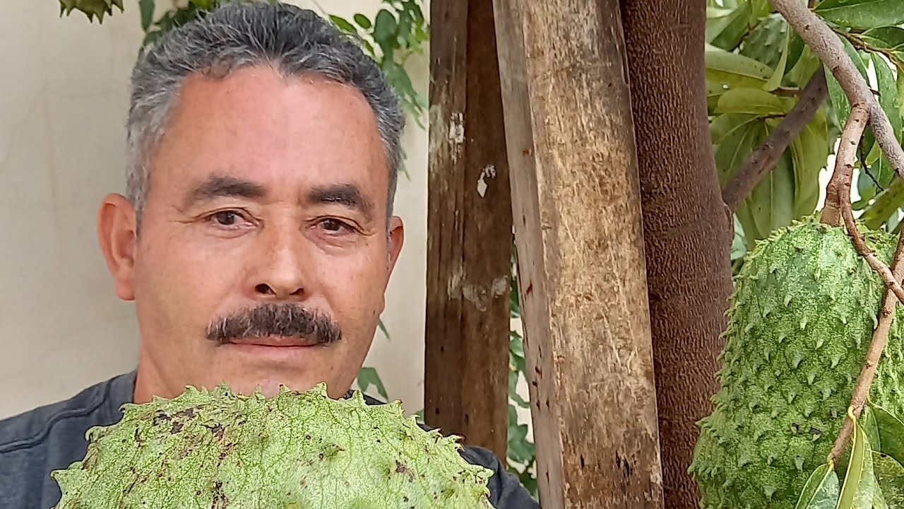 GRAVIOLA GIGANTE, aprenda a produzir