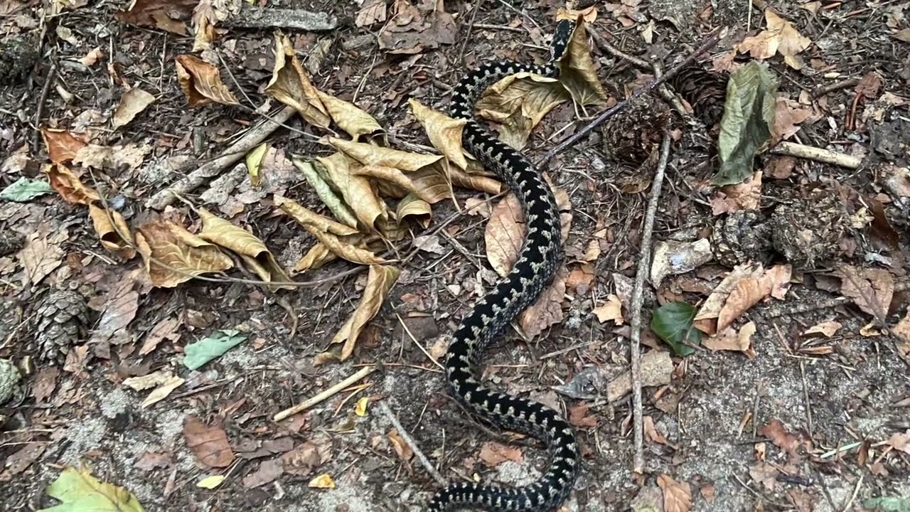Adder op Utrechtse Heuvelrug (Kaapse Bossen Doorn)