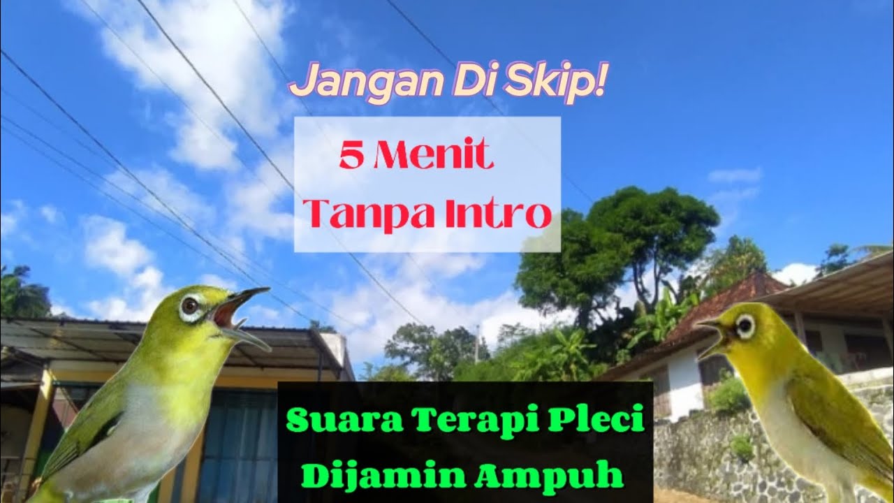Suara Terapi Burung Pleci Macet Bunyi Dan Stres. Dijamin Ampuh‼️