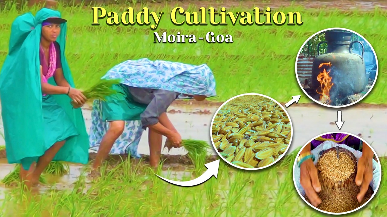 Paddy Cultivation- Seeding to Harvesting, making of Parboiled Rice- Goa | Sustainable Ripples Ep. 1