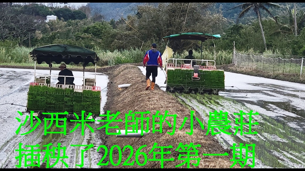 沙西米老師的小農莊2026年第一期插秧了