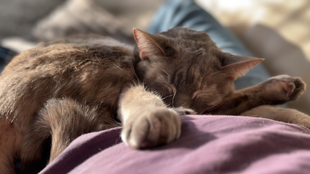 I love it when my cat sits on my lap