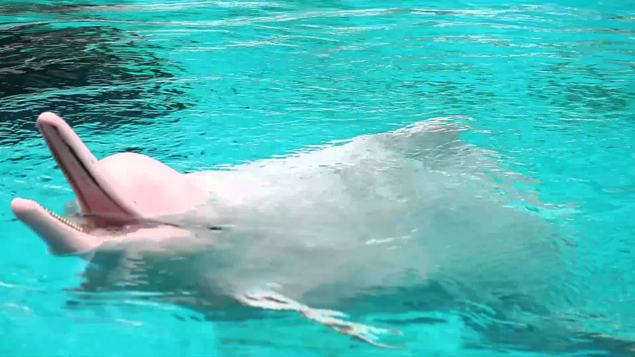ЭКСКЛЮЗИВ: в Underwater World Singapore родился малыш-розовый дельфин
