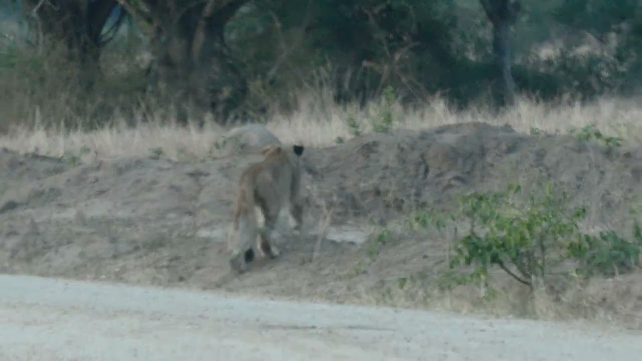 Lions adolescents #3 (chasse ratée) 