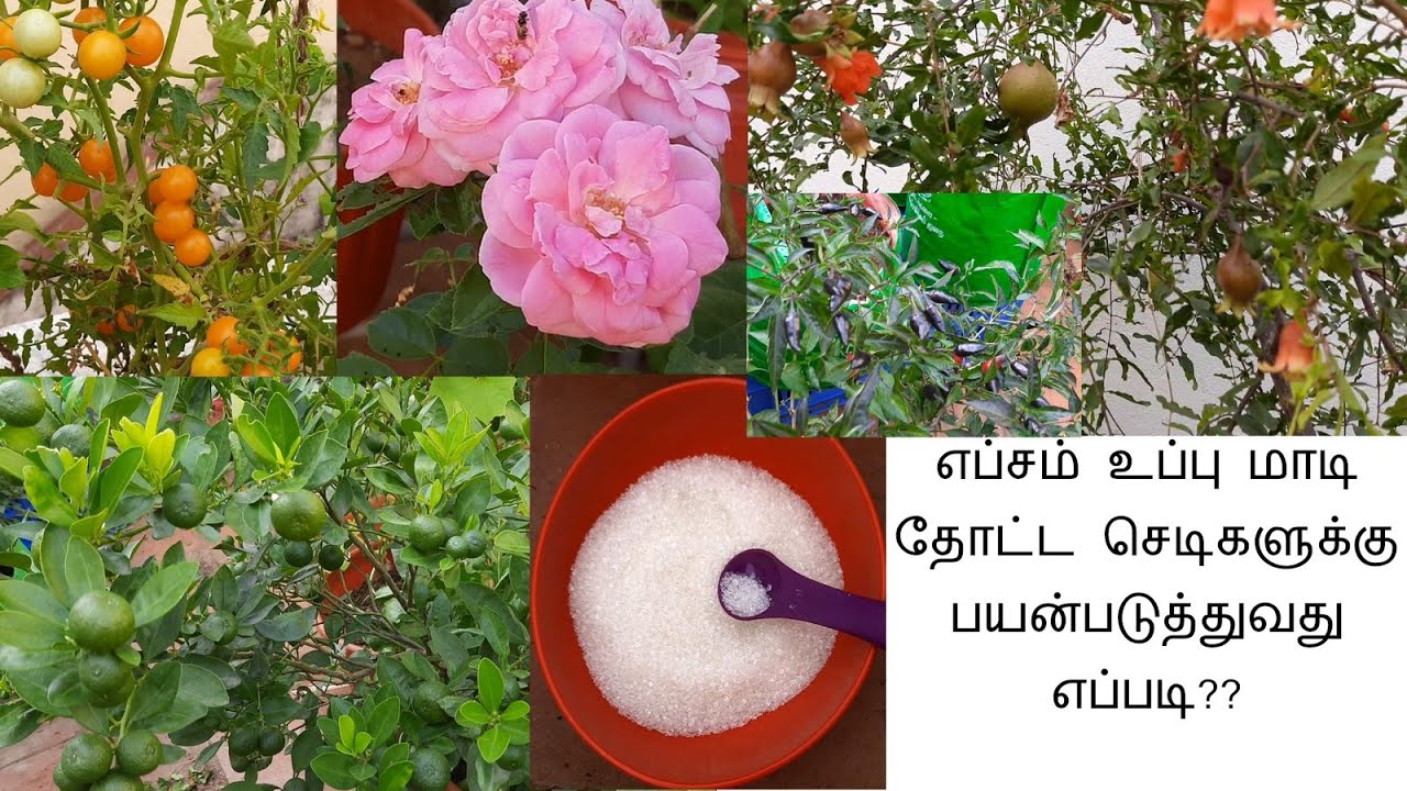 #மாடித்தோட்டம் 