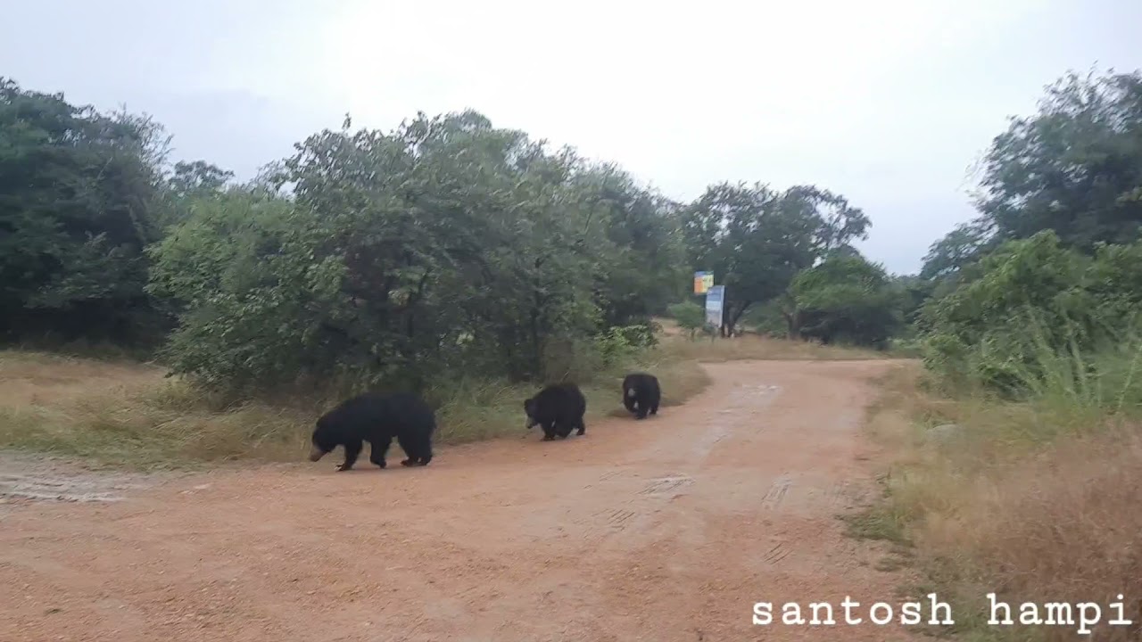 daroji bear sanctuary visit with Santosh hampi 9483866198 .