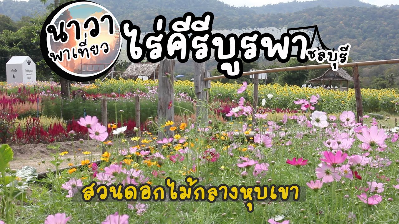 ทุ่งทานตะวันบานแล้ว ที่ชลบุรี  ณ.  ไร่คีรีบูรพา  สวนดอกไม้กลางหุบเขา ใกล้ กรุงเทพ