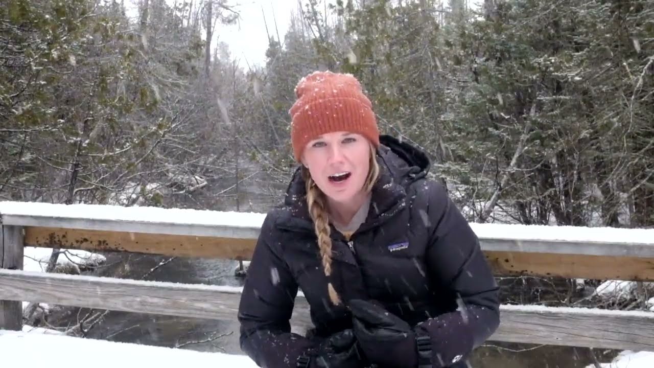 Black Bears in Winter