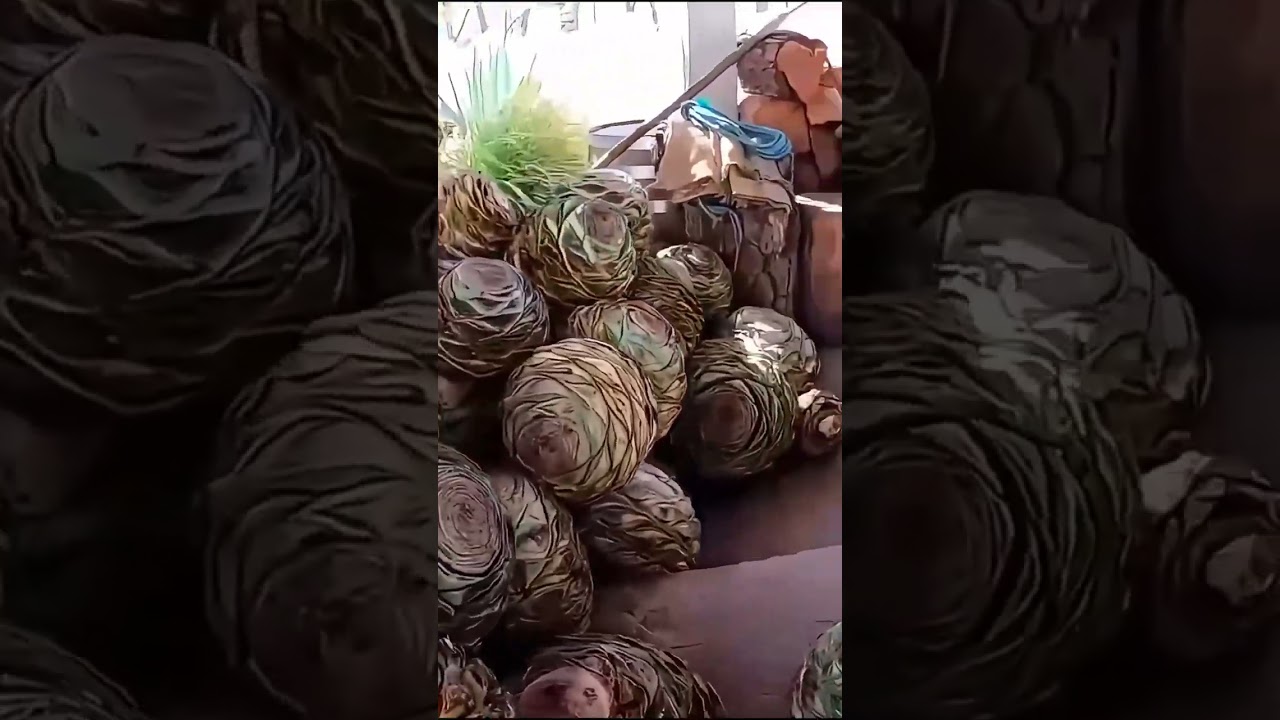 Descubre la Tradición Ancestral del Mezcal  De la