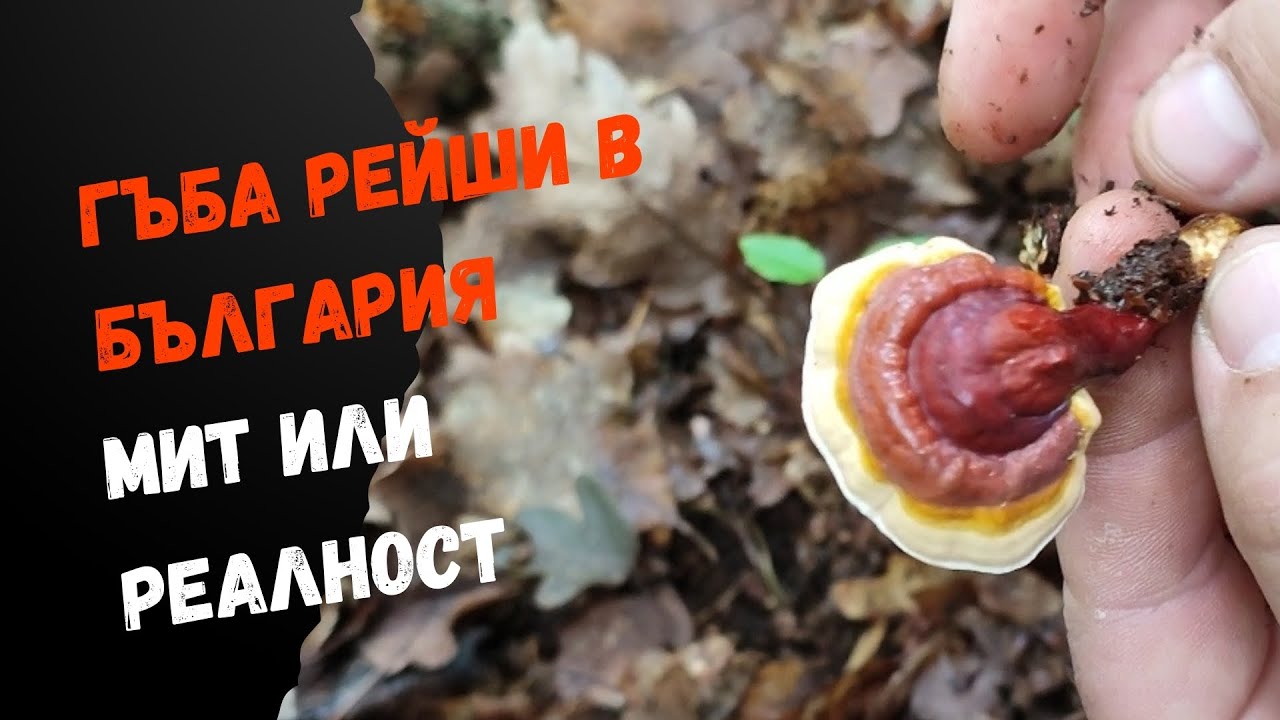 Рейши Най-търсената #лечебна #гъба в света