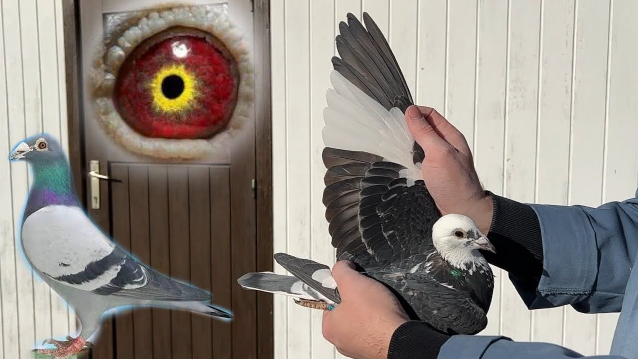 Blue bar Racer pigeon 2022 | Racing Pigeon | Homer Pigeons