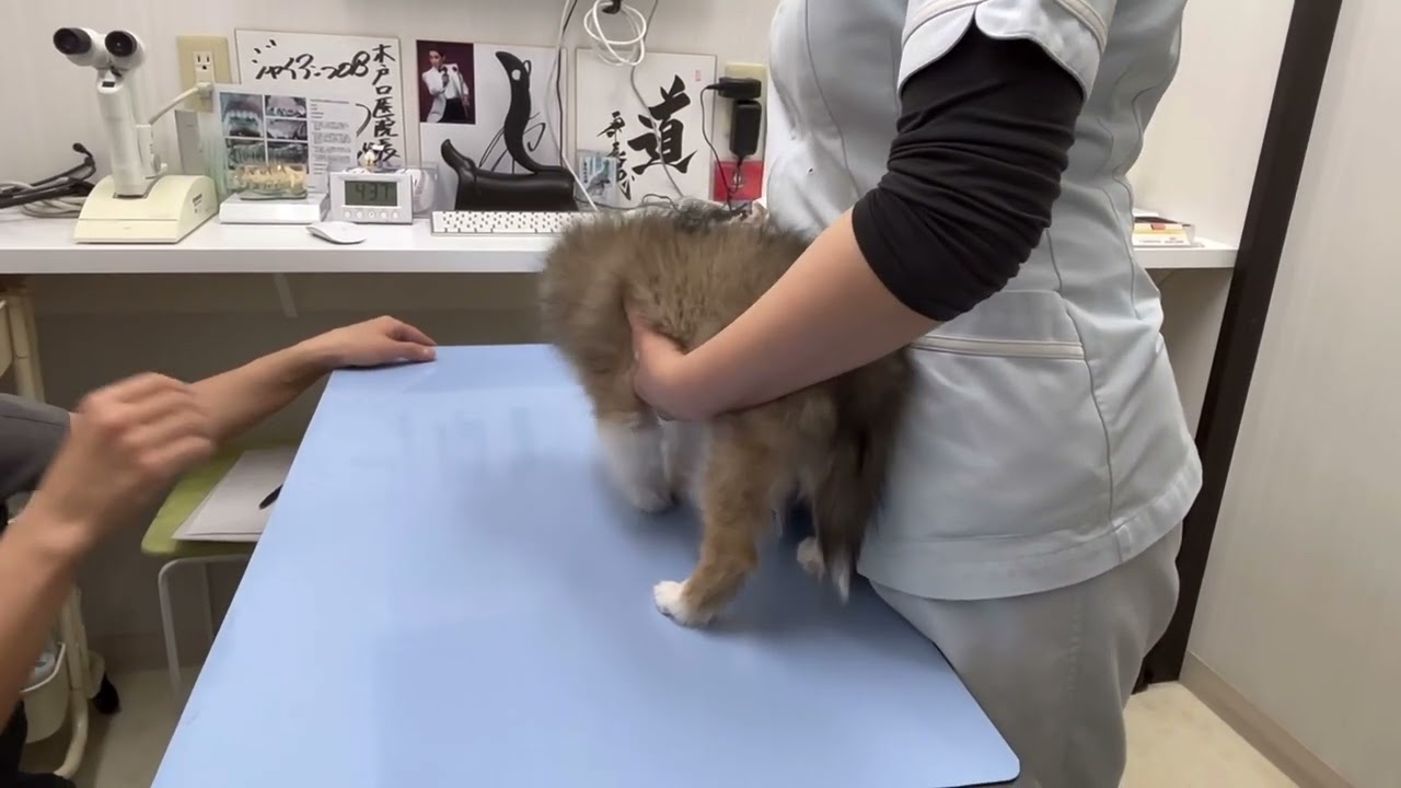 #予防注射に行ってきました❗️