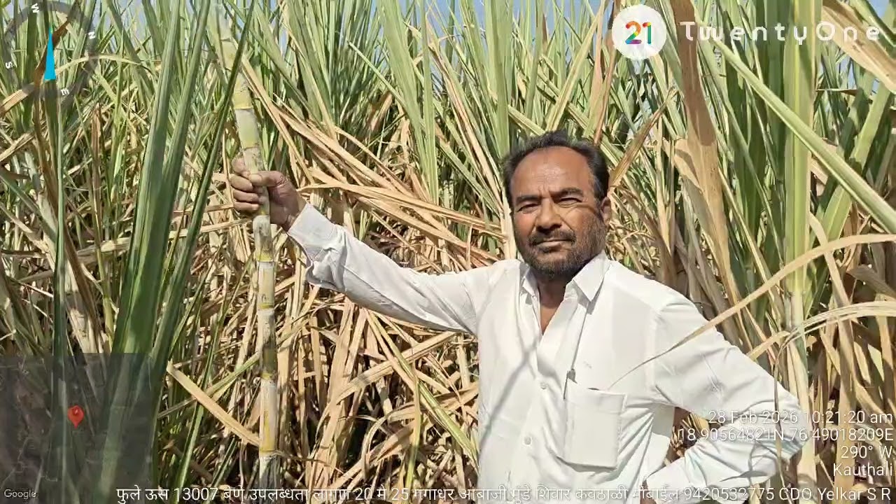 फुले ऊस 13007 बेणे उपलब्धता लागण 20 मे 25 गंगाधर आबाजी मुंडे शिवार कवठाळी मोबाईल 9420532775 