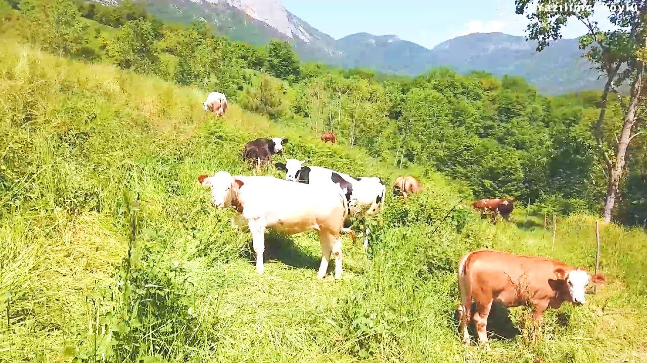Üçüncü Yıl 9'lu Karışım Mera Çayır Otunun Son Durumu