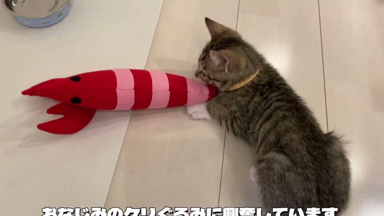ロキくんの部屋 202309 Vol 95