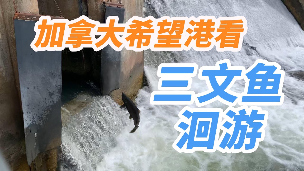 加拿大希望港看鮭魚洄遊|加拿大希望港看三文鱼洄游