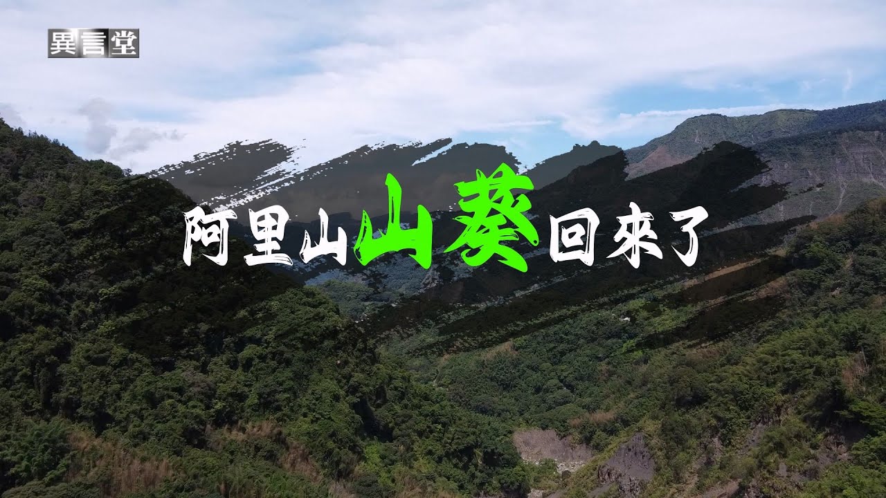 【民視異言堂｜阿里山山葵回來了】阿里山山葵 改種在低海拔 克服氣候與病蟲害 再現經典風味