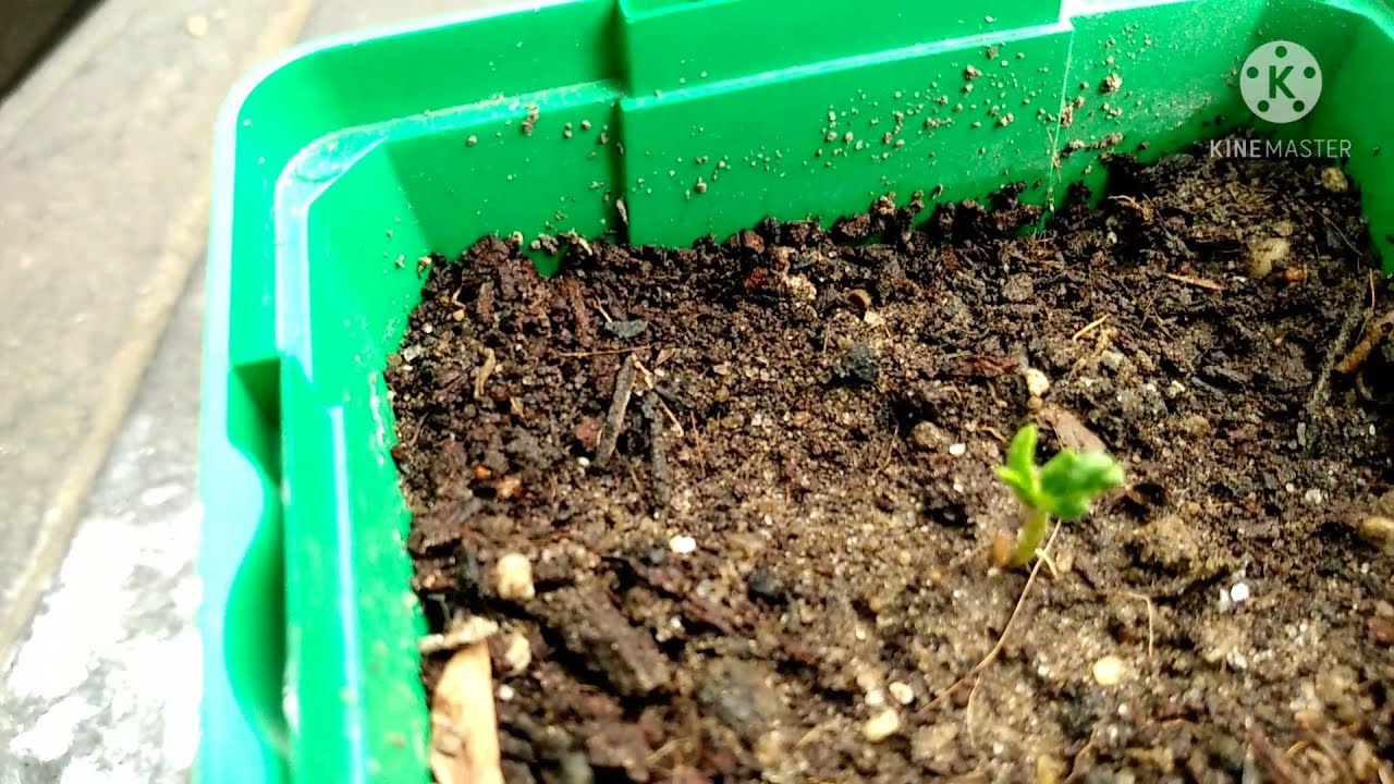 Cherry Wine CBD Outdoor Organic Grow||May 2021