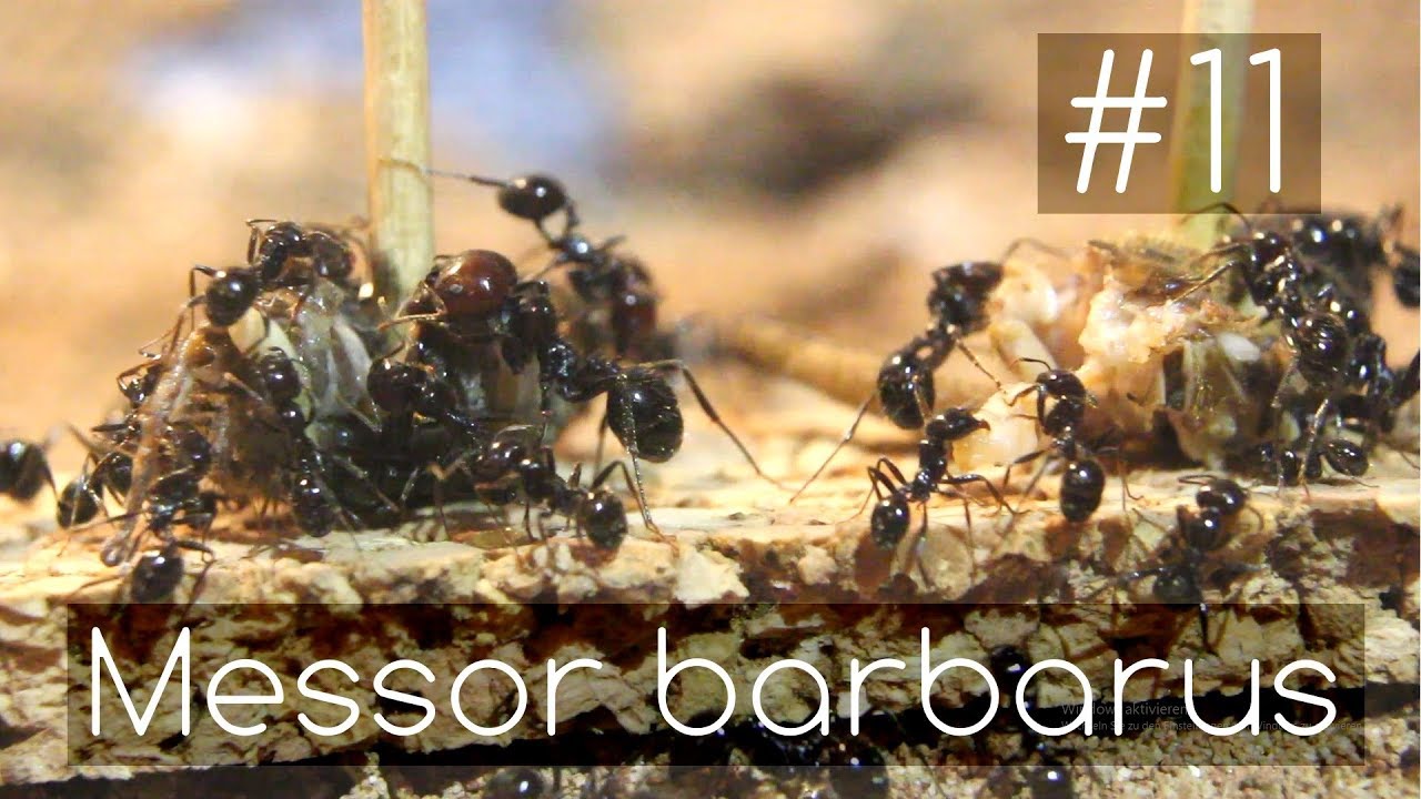 Messor barbarus - 11 - The Awakening - Ant Season 2018