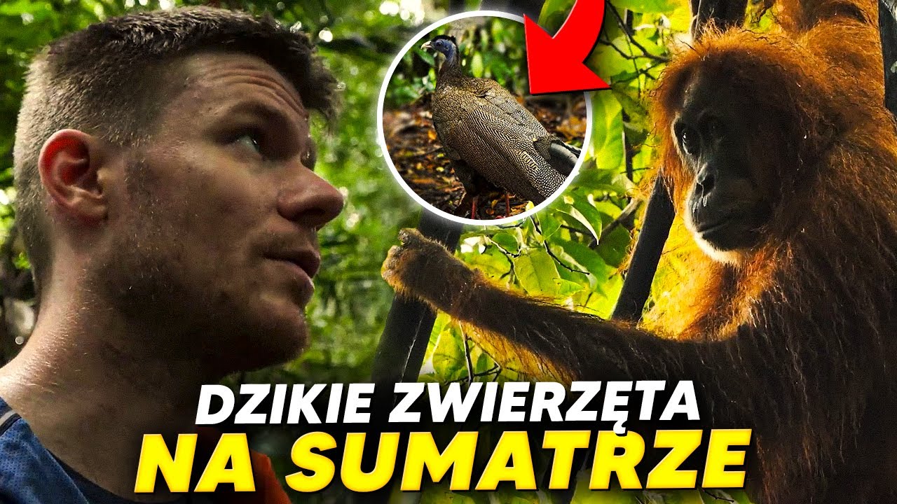 SPĘDZIŁEM KILKA NOCY W INDONEZYJSKIEJ DŻUNGLI