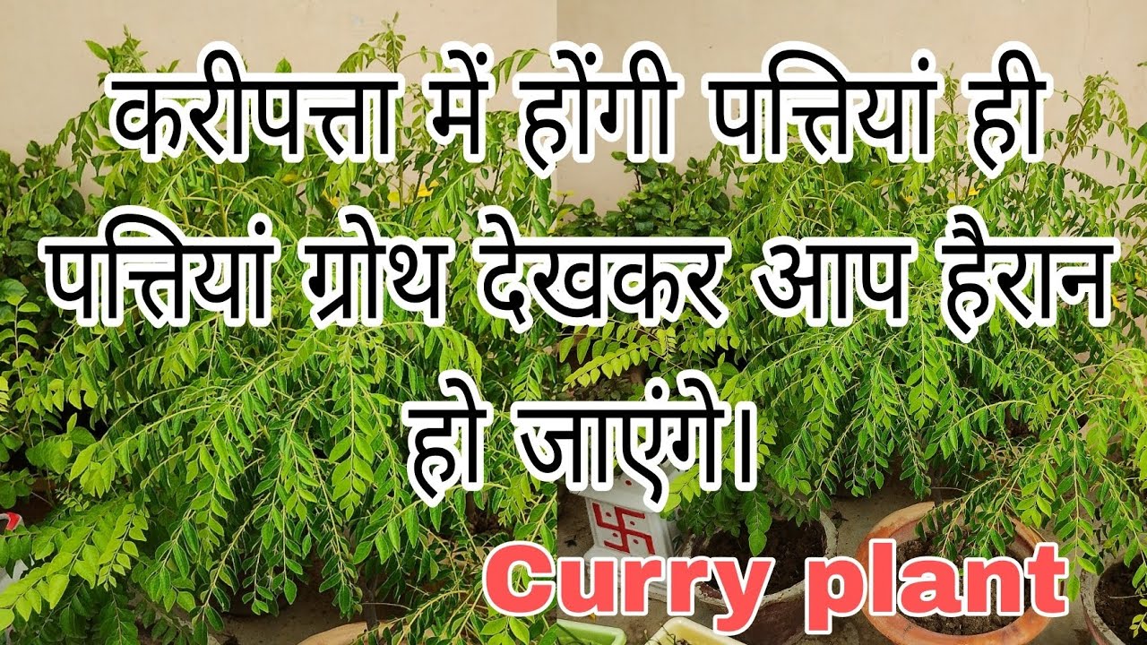 करी पत्ता को हरा भरा और घना/how to make curry plant bushy and green/#meetha neem#fertilizer .