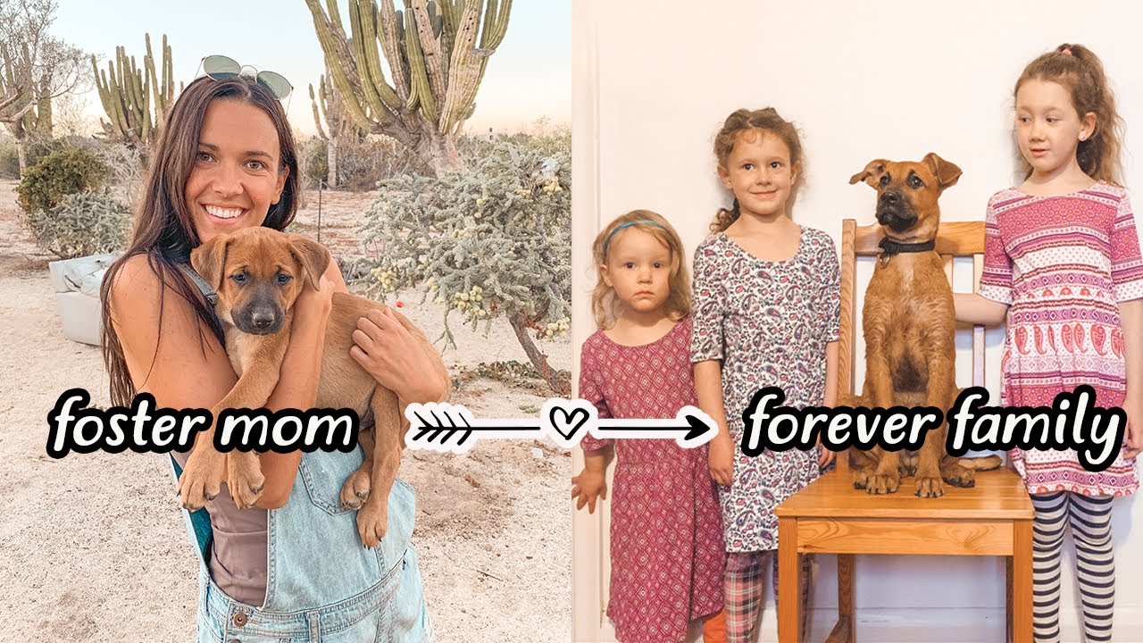 From VAN LIFE to HOUSE LIFE: Rojo's New Home 🐶