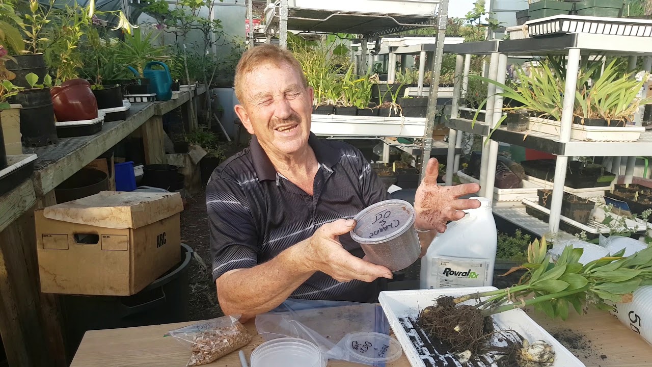 Martagon Lily Propagation with Dr. Evans