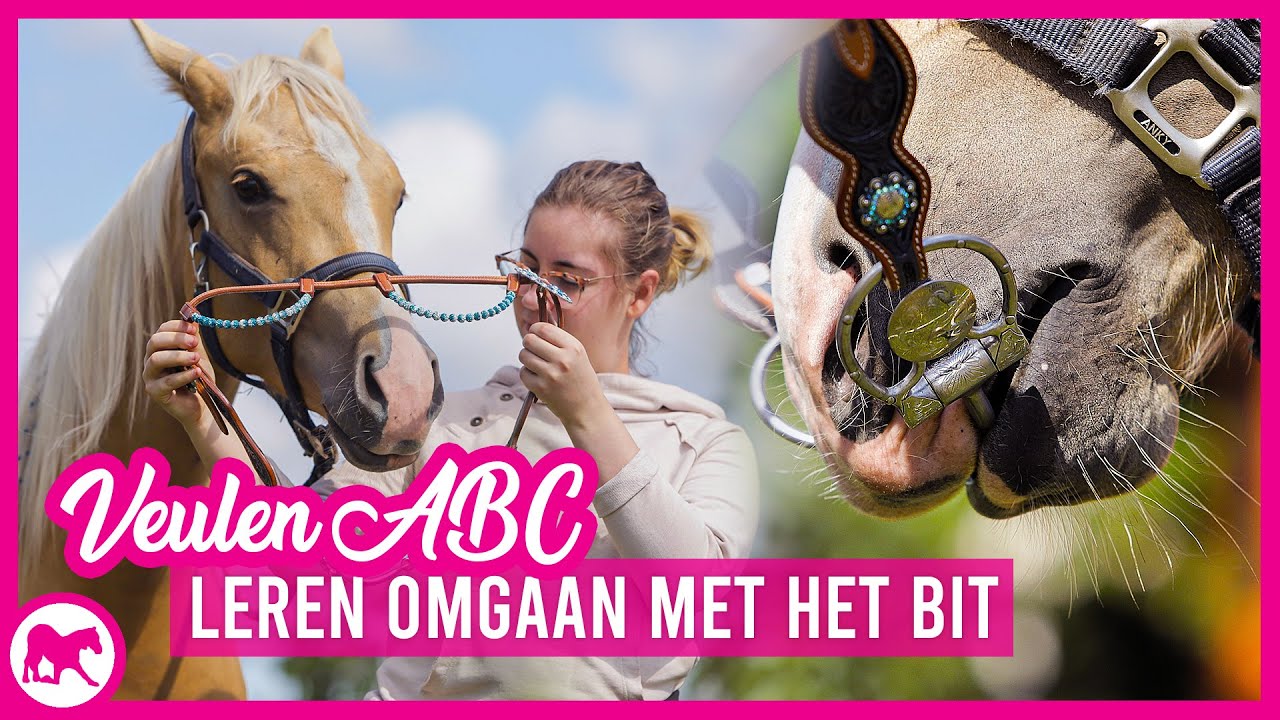 VeulenABC | Leren omgaan met het bit