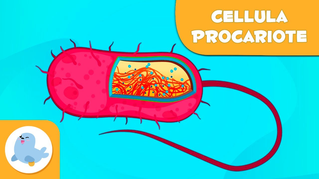 Le cellule procariote e le loro parti - Scienze Naturali - Video didattico per bambini