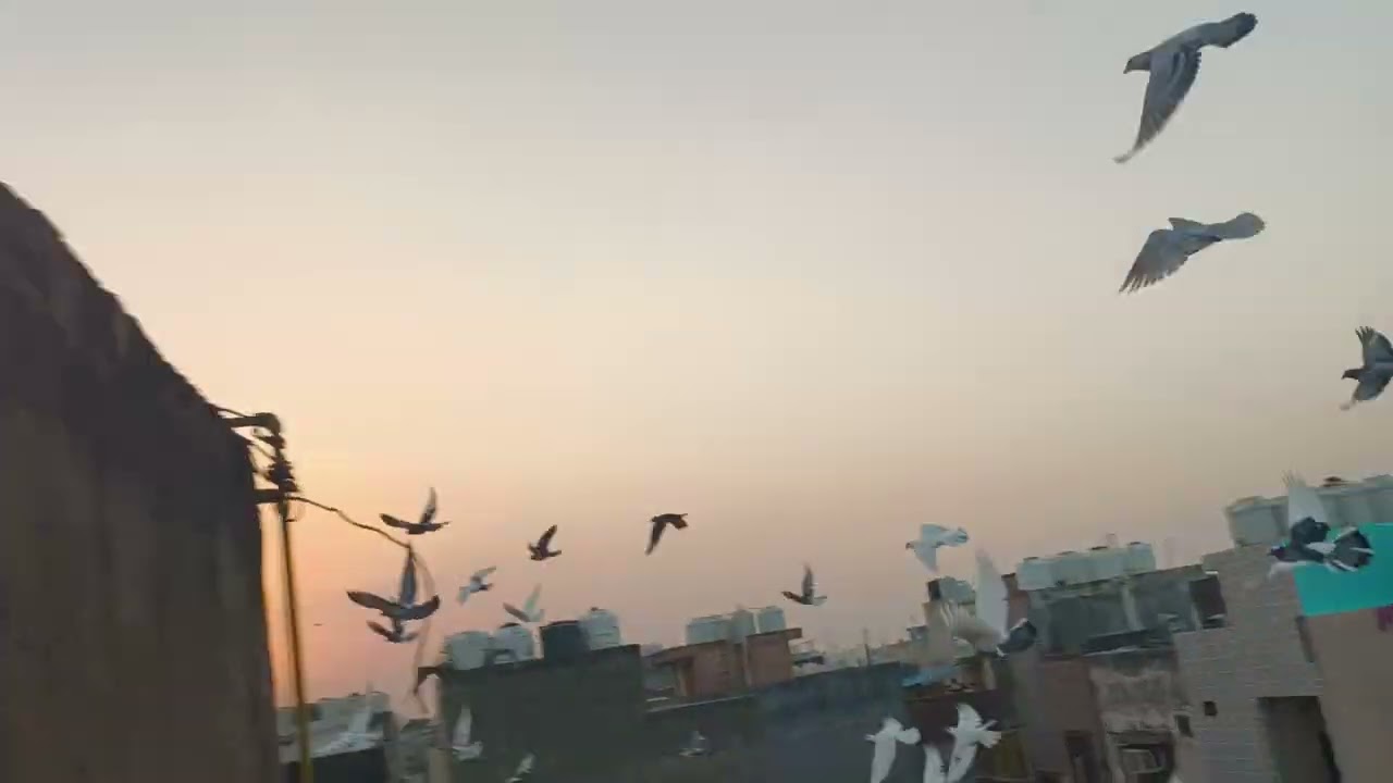 🥰🕊️🕊️Suladaar ka ek aur kabutar bithaya aj 🕊️🕊️#training #viralvideo #youtubevideo #viral 
