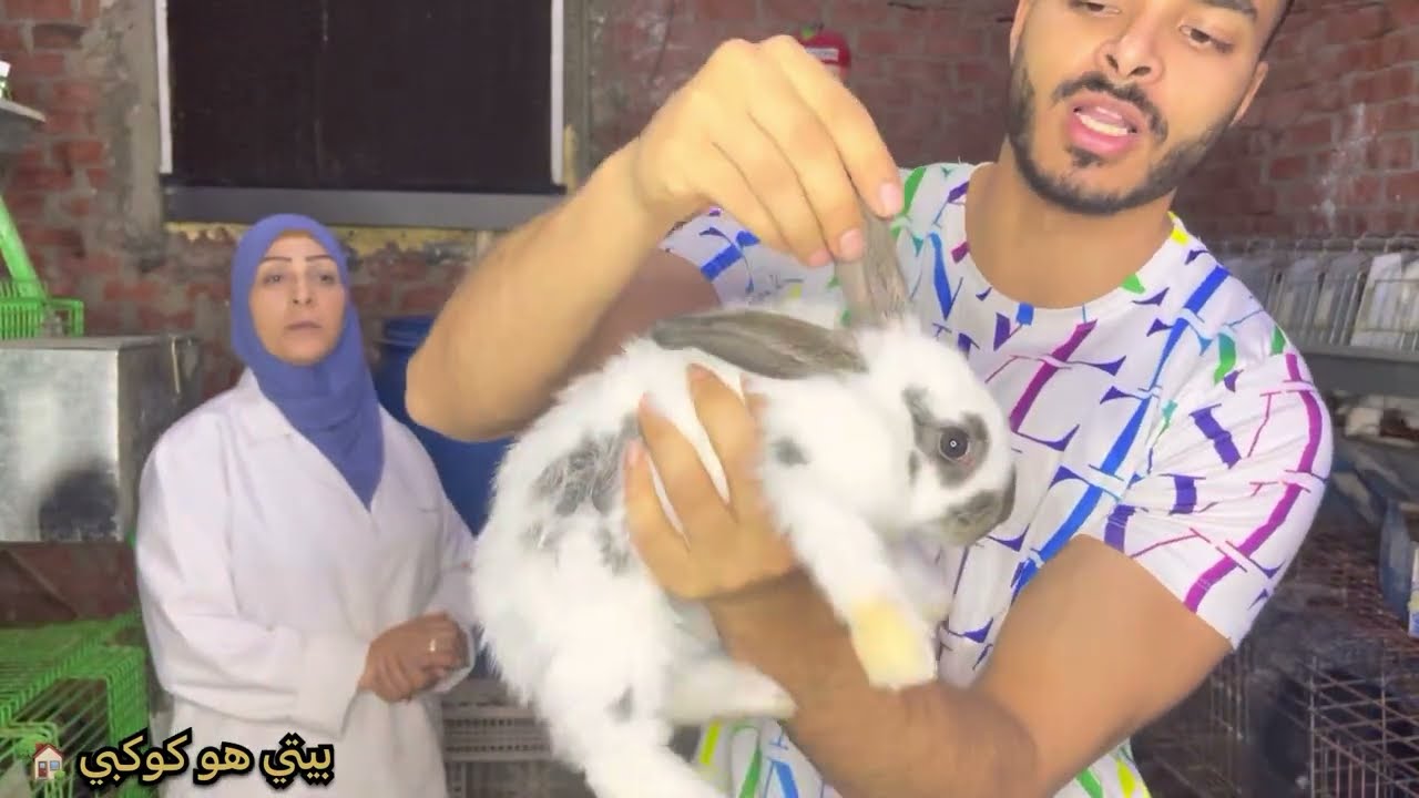 التبريد مهم جدا للأرانب في الصيف موسم الصيف سهل جدا للي بيفهم 🤔👌